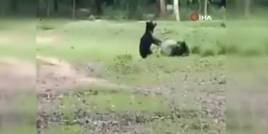 Paslaşıp havaya attılar! İşte anne ve yavru ayının futbol keyfi