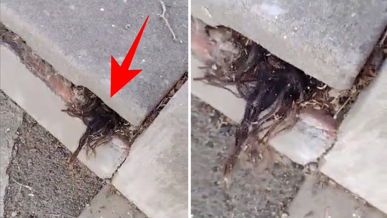 Dünya bu TikTok videosunu konuşuyor! Mezarlıkta tüyler ürperten olay!