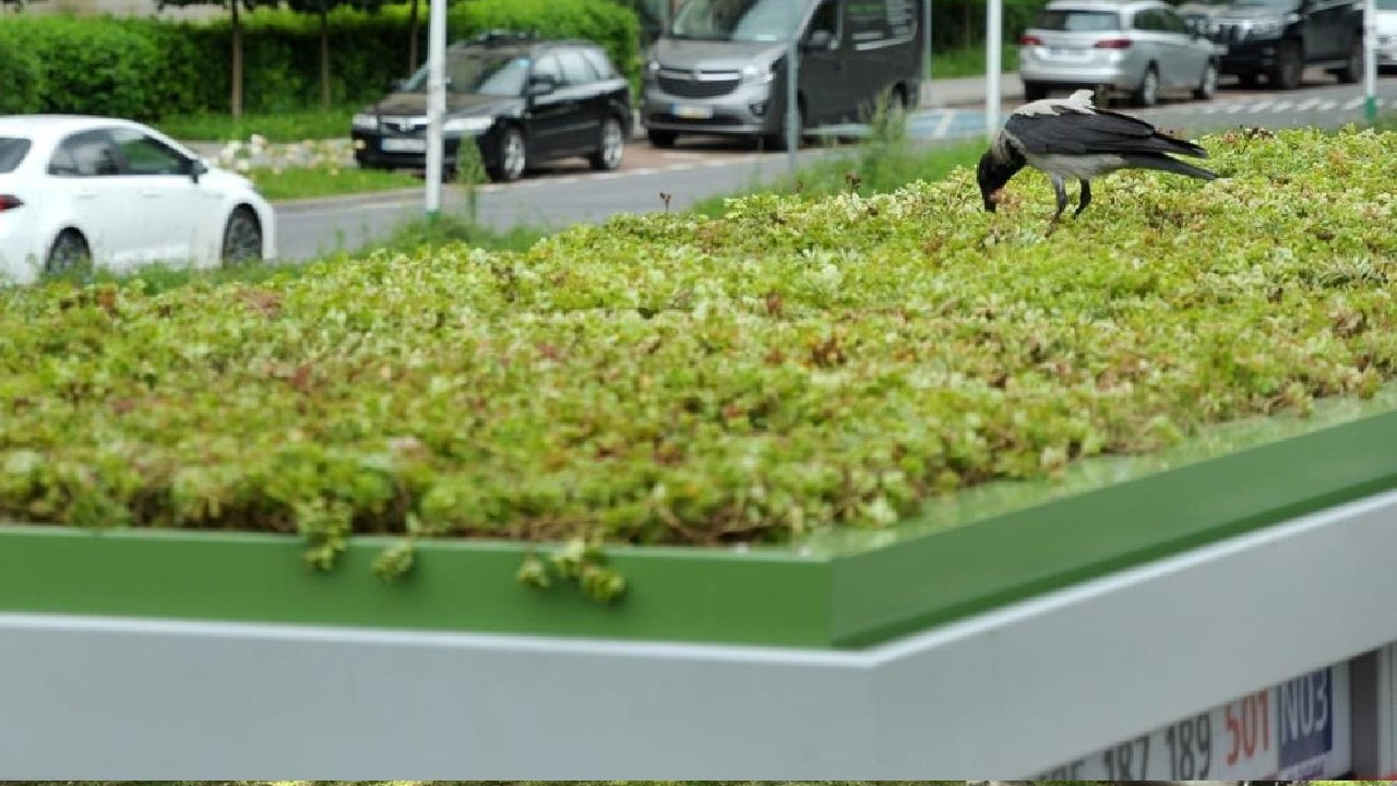 Polonya’da otobüs duraklarının çatılarına “mini bahçe” yapıldı