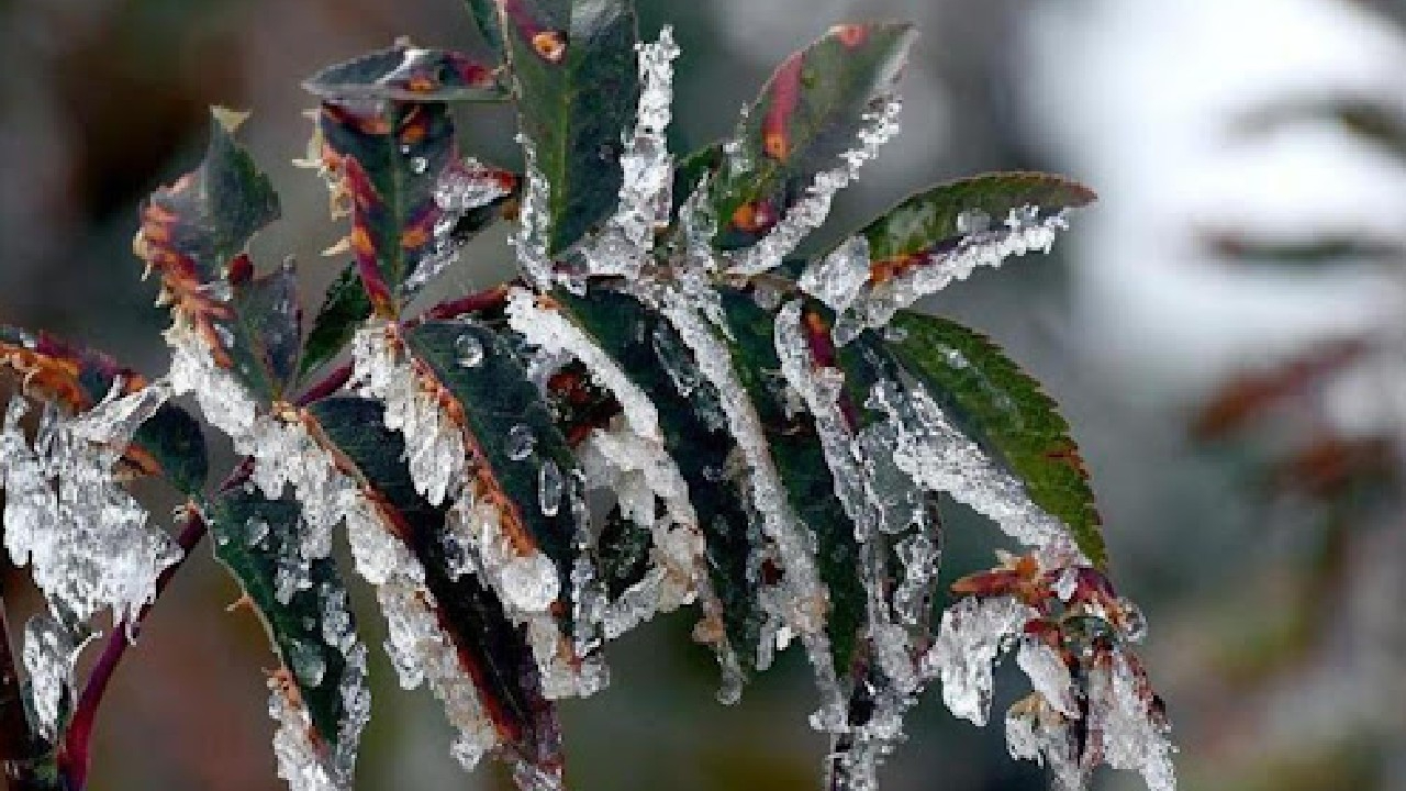 Meteorolojiden zirai don uyarısı!