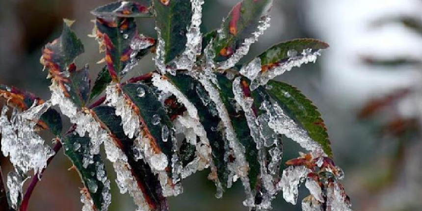 Meteorolojiden zirai don uyarısı!