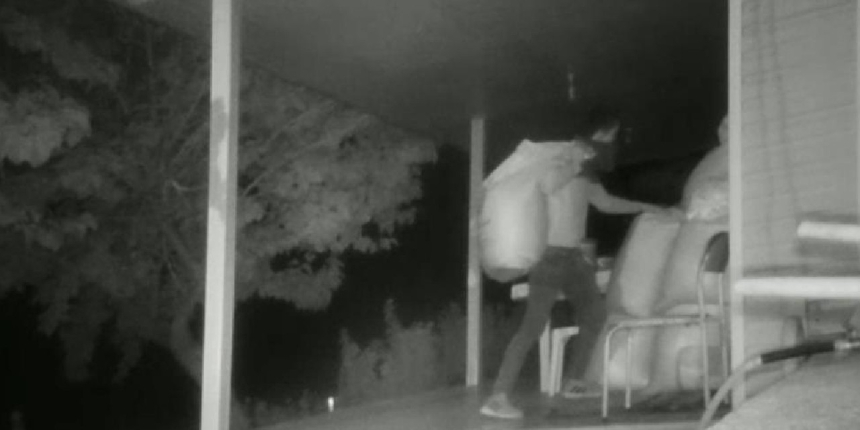 Ormanın tohumları çalındı, o anlar fotokapana yansıdı