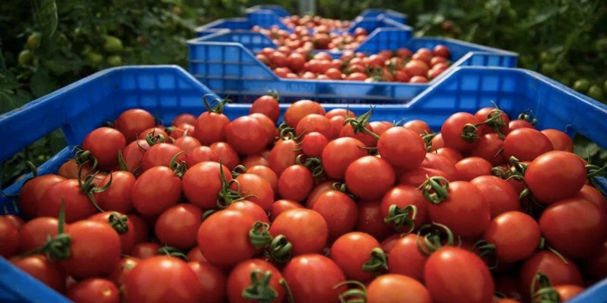 Tarlada 4,5 lira olan domatesin fiyatı markette 2 katına çıktı: 700 kilometrede büyük artış