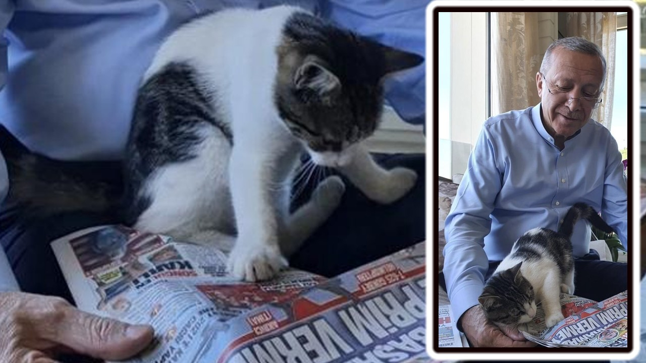 Cumhurbaşkanı Erdoğan torununun kedisiyle olan fotoğrafını paylaştı