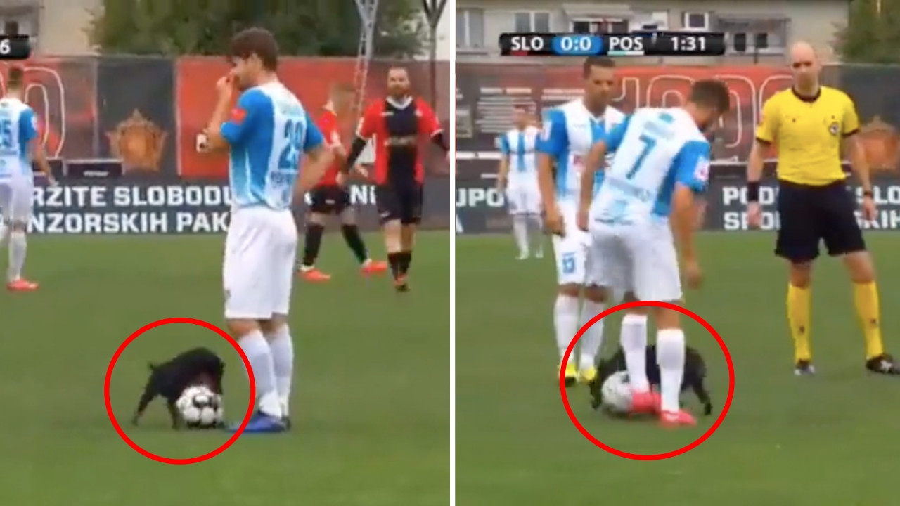 Sahaya giren köpek topu kimseye kaptırmadı! İşte o ilginç anlar...