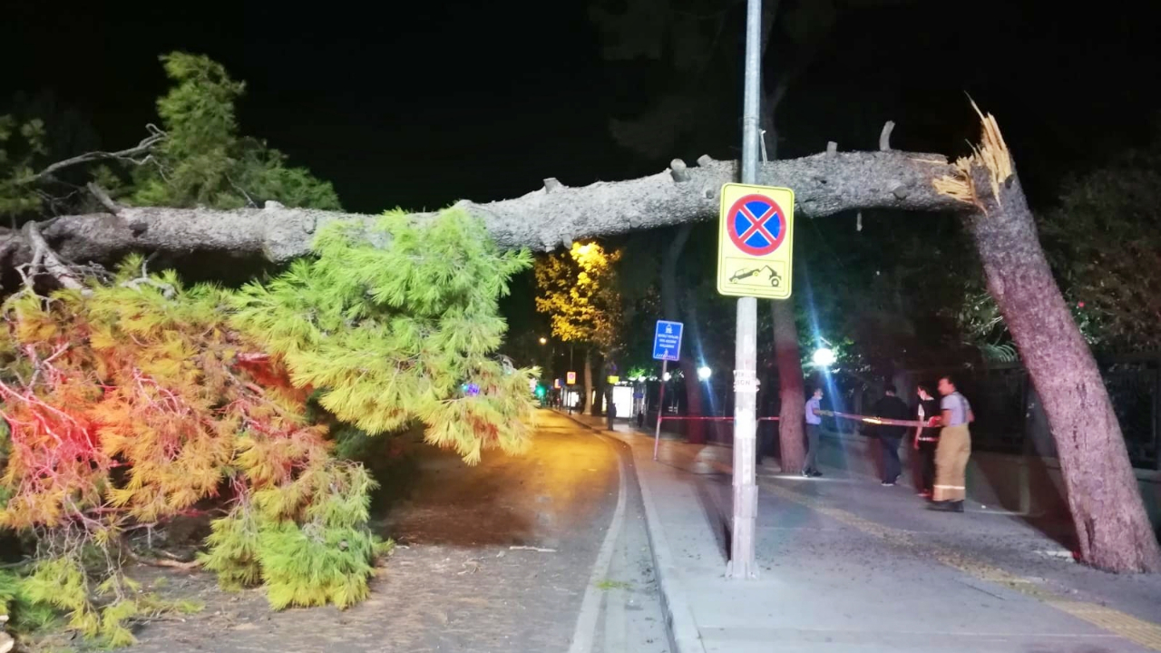 Dev çam ağacı bir anda tramvay yoluna devrildi!
