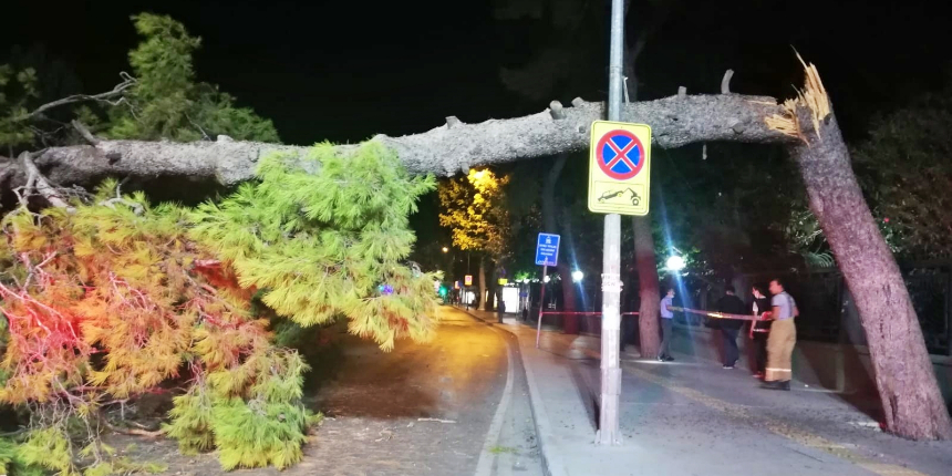 Dev çam ağacı bir anda tramvay yoluna devrildi!