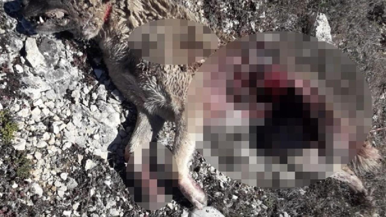 Aç kalan ayı, köpeği parçaladı