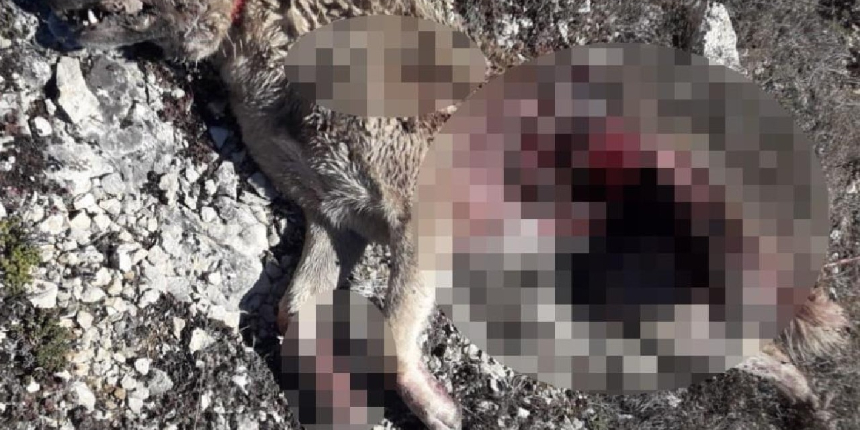 Aç kalan ayı, köpeği parçaladı