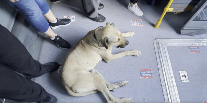 Otobüse binen gezgin köpek 2 durak sonra indi