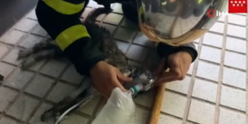 Kediyi oksijen maskesi ile kurtardı! O anlar kaydedildi
