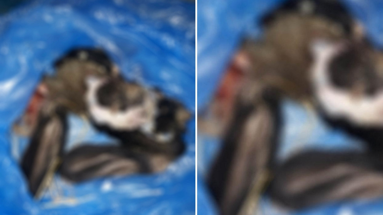 Böyle canilik görülmedi! Zehirledikleri dört yavru köpekten birinin derisini yüzdüler...