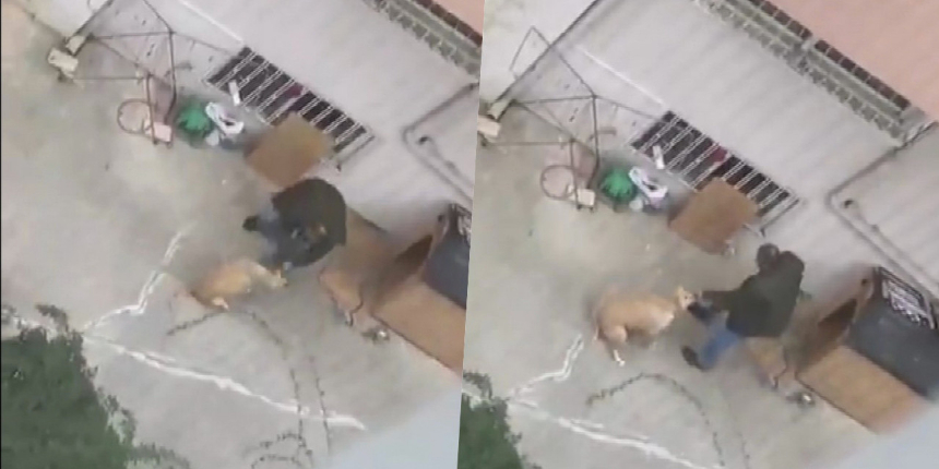Maltepe'de doktorun köpeğini yumrukladığı görüntüler tepki çekti! Arslan Adnan G. gözaltına alındı