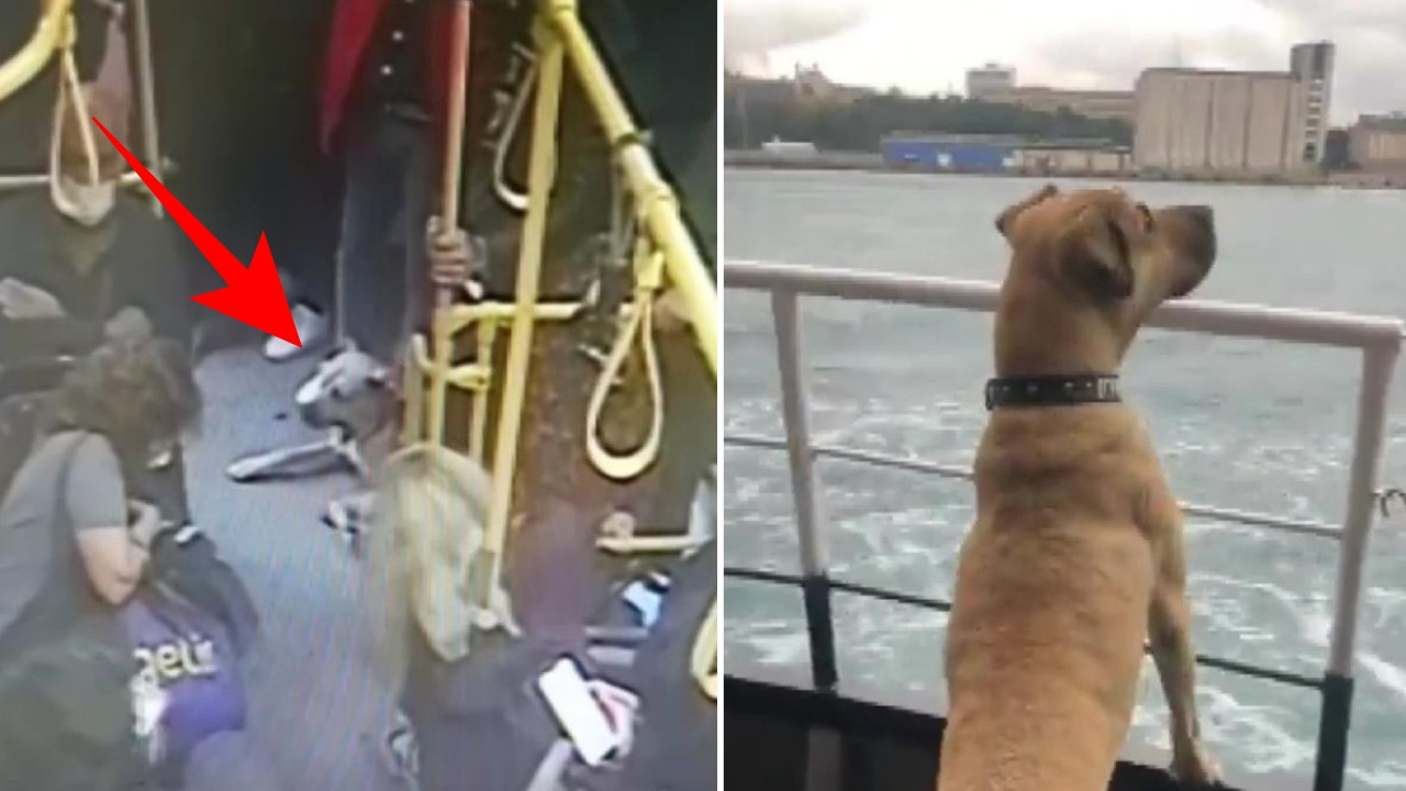 Fenomen köpek 'Boji' kameralara öyle bir şekilde yansıdı ki görenler gözlerine inanamadı!