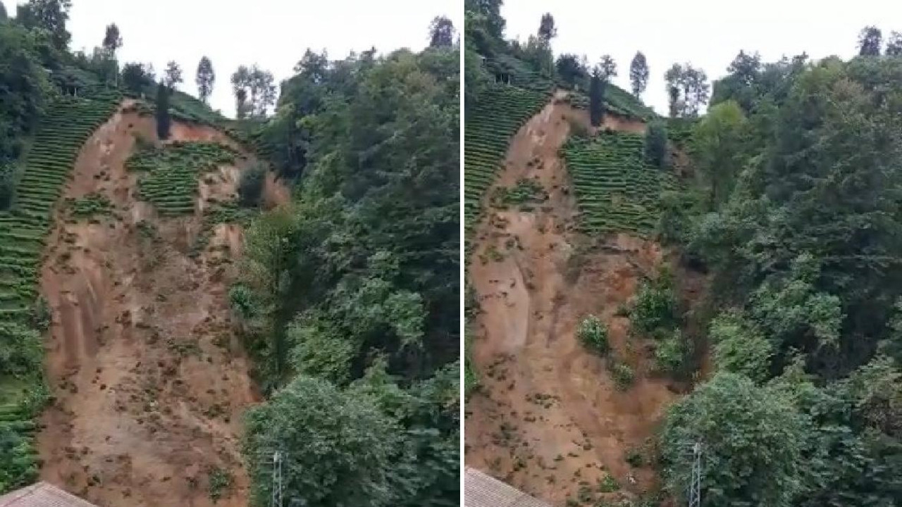 Çay tarlasında korku dolu anlar: Son anda kurtuldu! Saniye saniye kamerada...