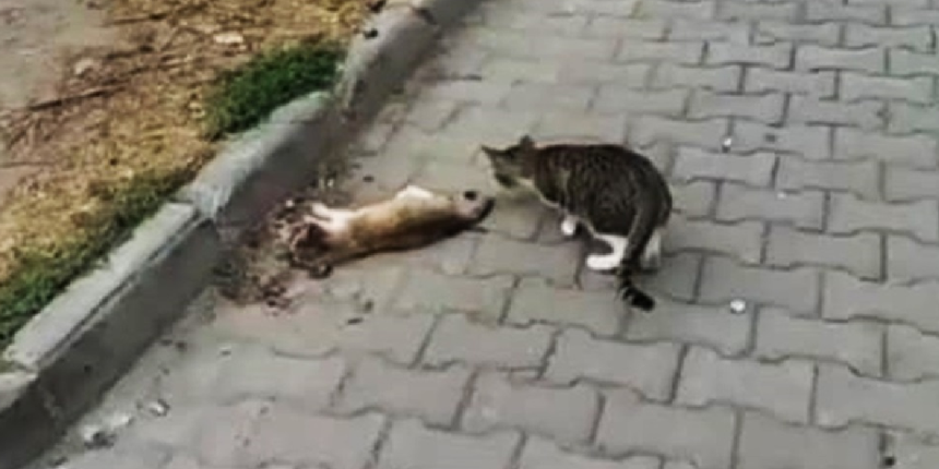 Gelibolu'da çok sayıda kedi zehirlenerek öldürüldü