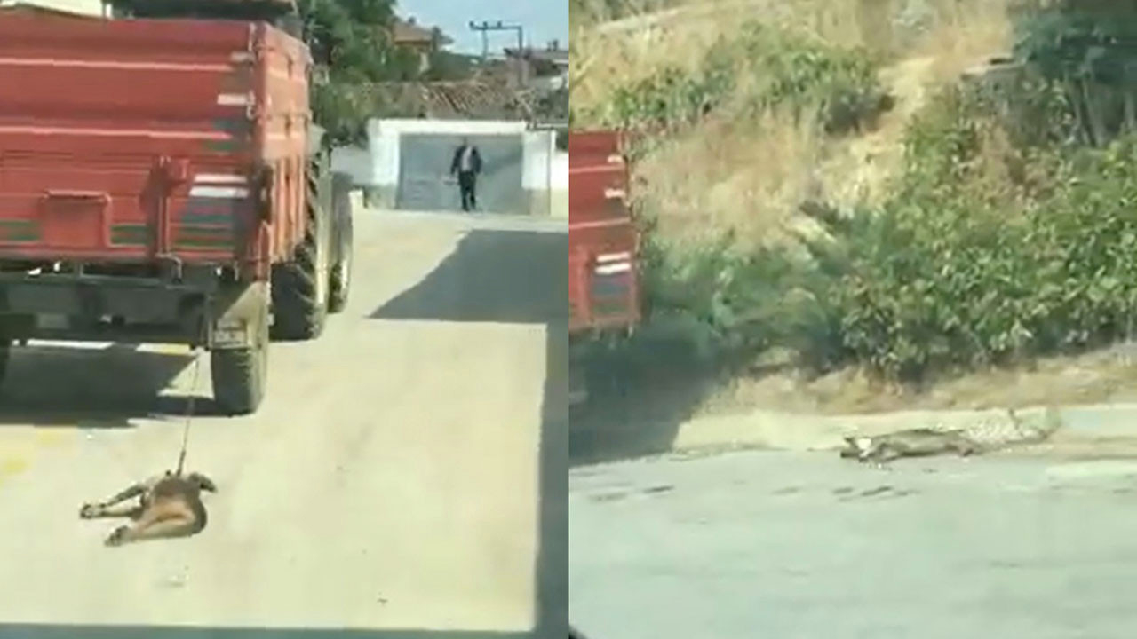 Tekirdağ'daki vahşetin detayları ortaya çıktı! Traktör ardında sürüklenen köpeği sahibi bağlamış