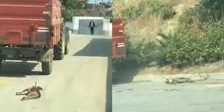 Tekirdağ'daki vahşetin detayları ortaya çıktı! Traktör ardında sürüklenen köpeği sahibi bağlamış