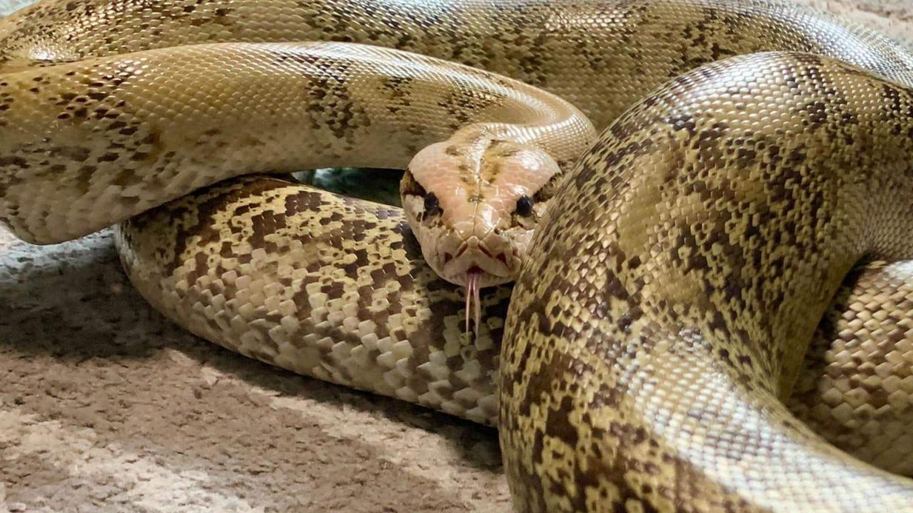 Eşini piton yılanıyla öldüren cani kocanın cezası belli oldu!