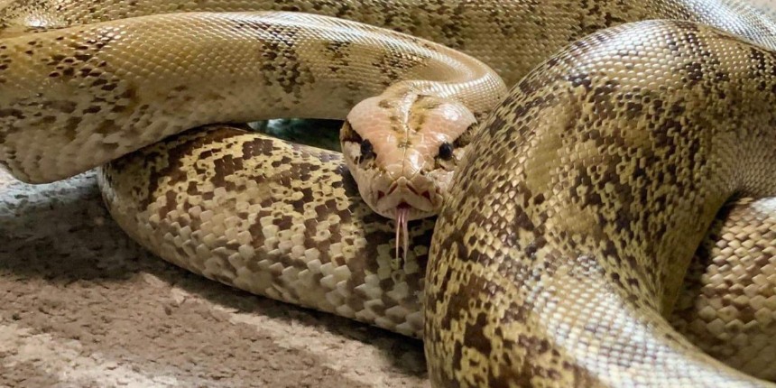 Eşini piton yılanıyla öldüren cani kocanın cezası belli oldu!