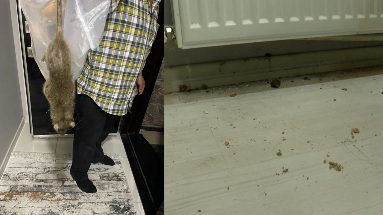 Sultangazi'de bir aile kedi büyüklüğündeki fare yüzünden evini terk etti