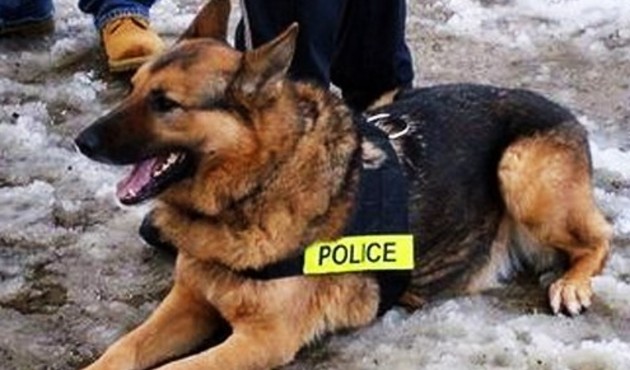 Çalınan eroini için polisten köpek istedi!