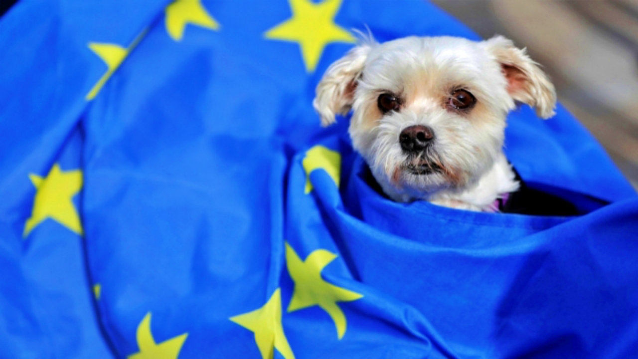 Polonya'nın AB'den ayrılma vaadi, yavru köpekleri boğma vaadine denk!