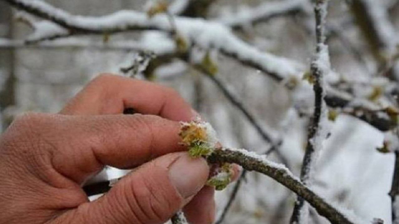 Meteorolojiden zirai don uyarısı