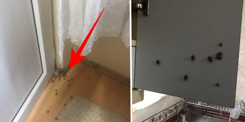 İstanbullunun böcek ve sinek çilesi bitmiyor! Şimdi de 'kokarca böceği' her yeri sardı...
