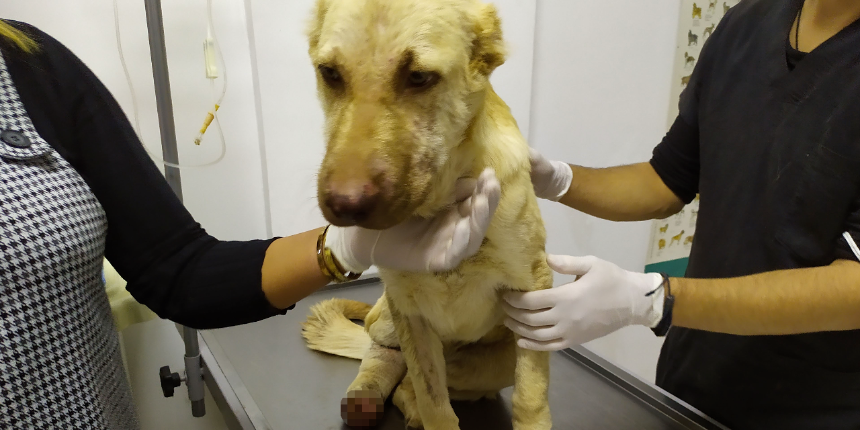 Vicdansızlık! 6 aylık köpeğe inanılmaz işkence