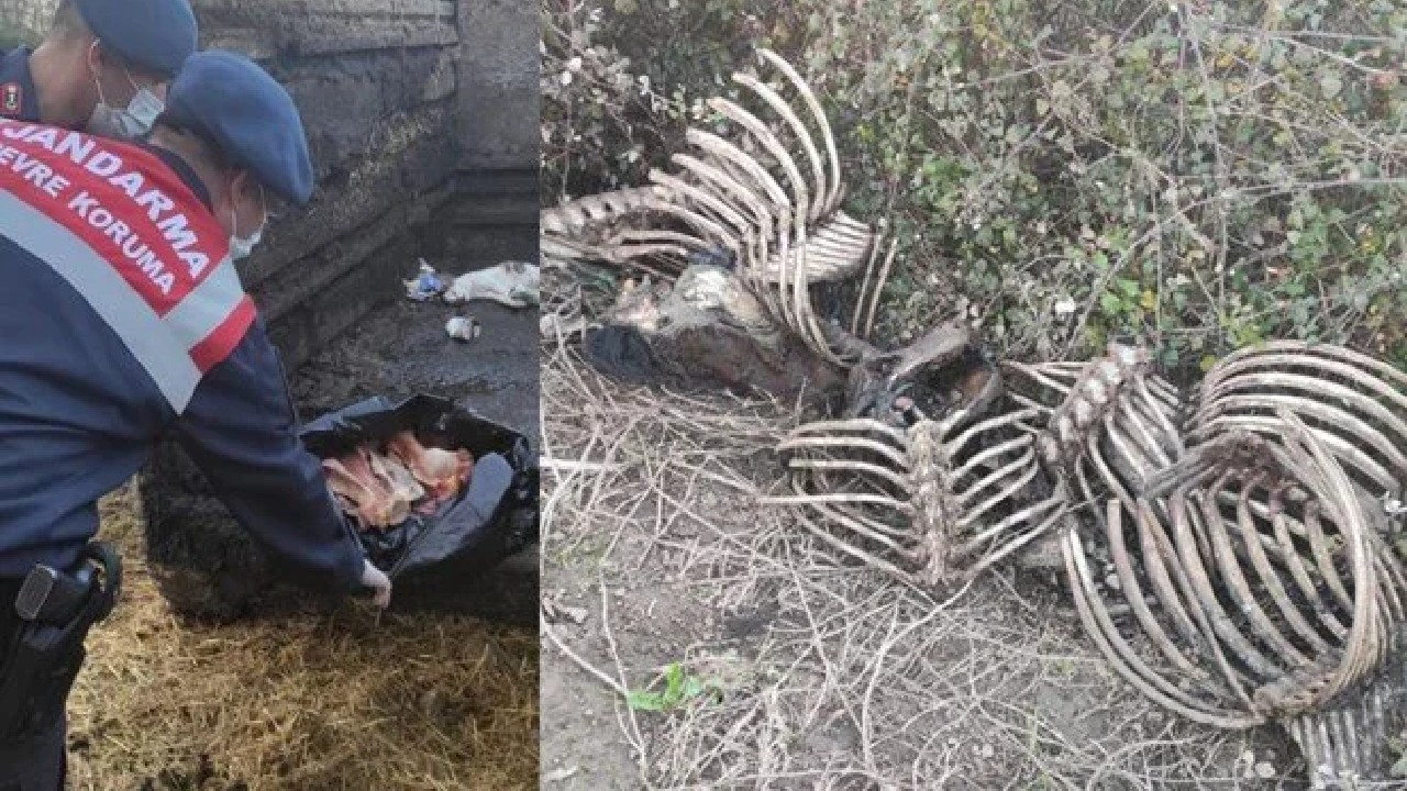 20 atı kesip etlerini satan baba ve oğluna 193 bin lira ceza!