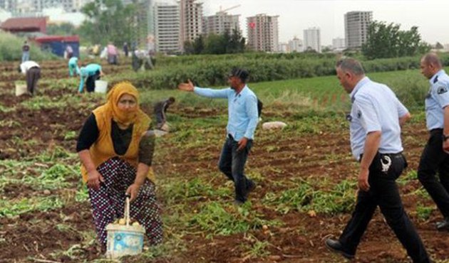 Tarladaki patatesi talan ettiler, polis bile durduramadı