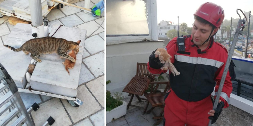 Anne kedi, sıkışan yavrusu için miyavlayarak yardım istedi