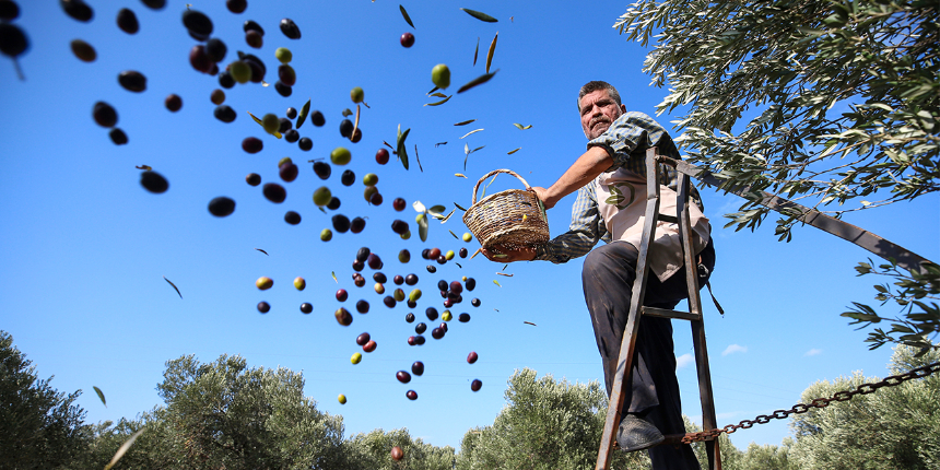Çanakkale ve Balıkesir turizmine zeytin katkısı