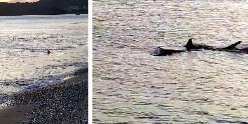 Sarıgerme Plajı'nda tüyler ürperten anlar! Köpek balıkları kıyıya kadar geldi