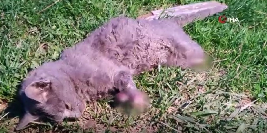Arnavutköy’de vahşet: Bacakları kesilmiş kedi bulundu