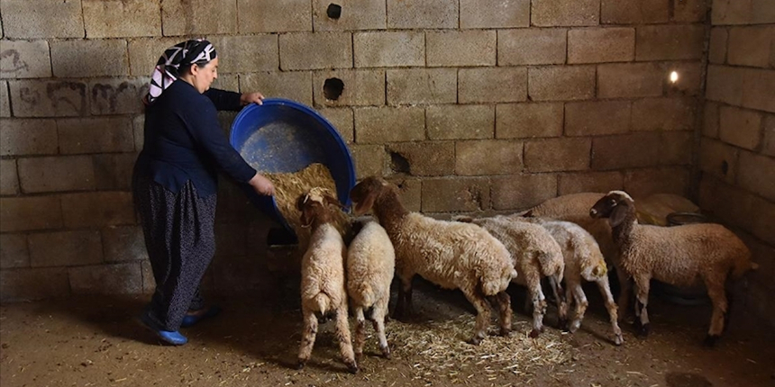 Mikro krediyle hayvancılığa başlayan 4 çocuk annesi Cennet Bozdağ, modern bir çiftlik kurmak istiyor