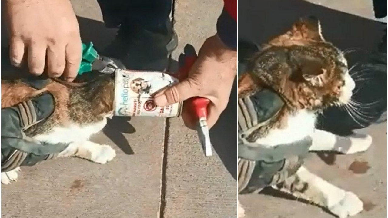 Başı konserve kutusuna sıkışan kediye kurtarma operasyonu