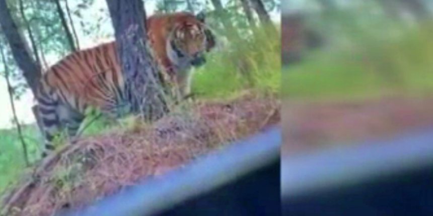 Yol kenarında başıboş gezen Bengal kaplanı görenleri şaşkına çevirdi!