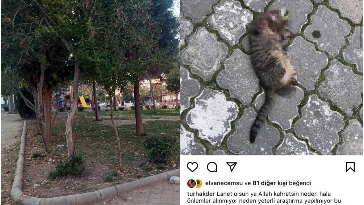 Kedi seri katili aranıyor! Son 20 günde dört kedi aynı şekilde öldürüldü