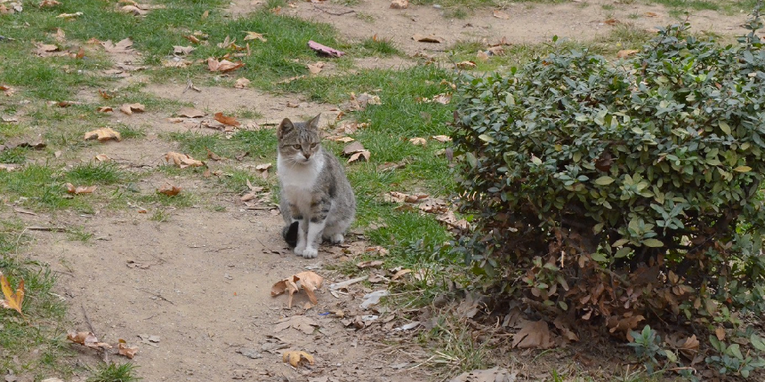 4 kedi vahşice öldürüldü! Canileri bulmak için ekip kuruldu