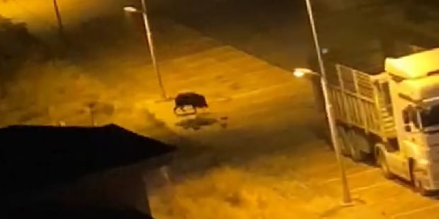Malatya’da aç kalan domuzlar kent merkezine indi