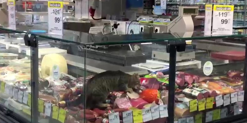 Markette şoke eden görüntü: Reyona giren kedi kavurma yedi