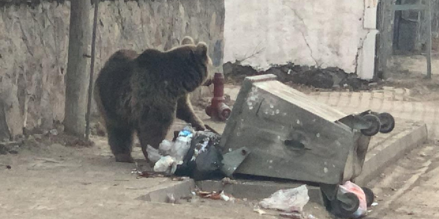 Aç kalan yavru ayı, ilçe merkezine indi!