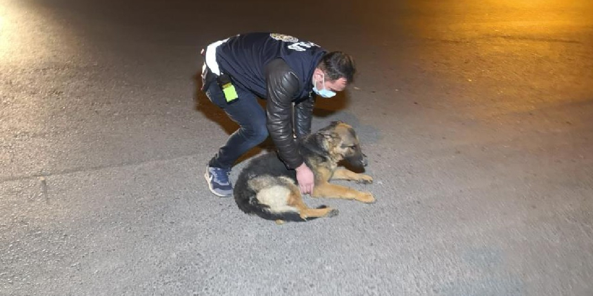 Polis memuru, yaralı köpeği kucaklayarak yolun kenarına aldı