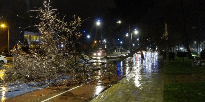 Ordu'da şiddetini artıran fırtına ağaçları devirdi