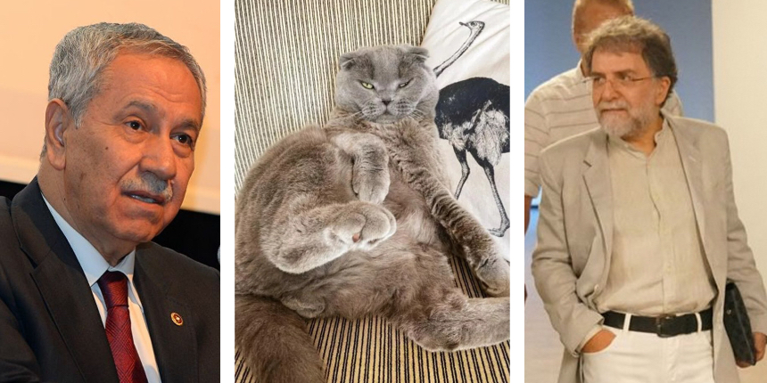 Bülent Arınç'a cevabı Ahmet Hakan değil, kedisi Sekter verdi!