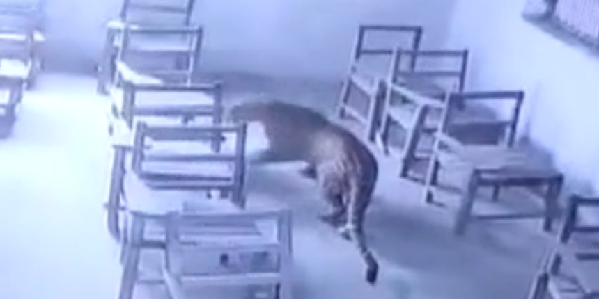 Bir anda sınıfa giren aç leopar, ilkokul öğrencisini ısırdı!
