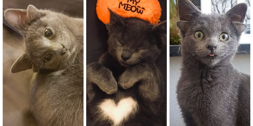 Böylesini hiç görmediniz! Sosyal medyanın yeni fenomeni 4 kulaklı kedi 'Midas'