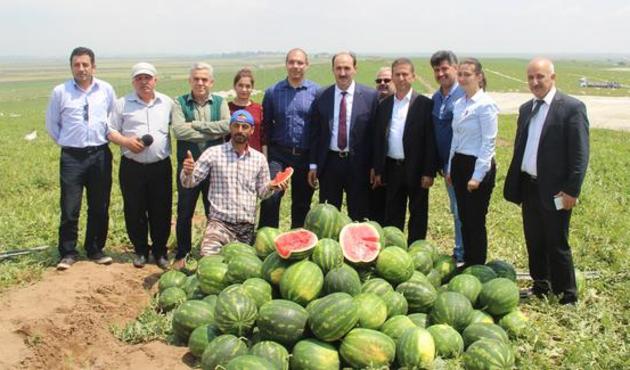 Karpuzun keleğine bakanlıktan önlem!